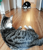 https://upload.wikimedia.org/wikipedia/commons/thumb/8/8e/Domestic_cat_watching_an_alaskan_malamute.jpg/340px-Domestic_cat_watching_an_alaskan_malamute.jpg